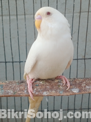 এল বিনো  বাজিগর পাখি